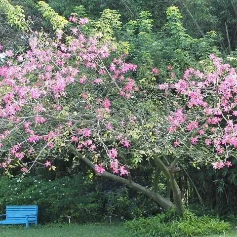 thumbnail for publication: Chorisia speciosa: Silk-Floss Tree